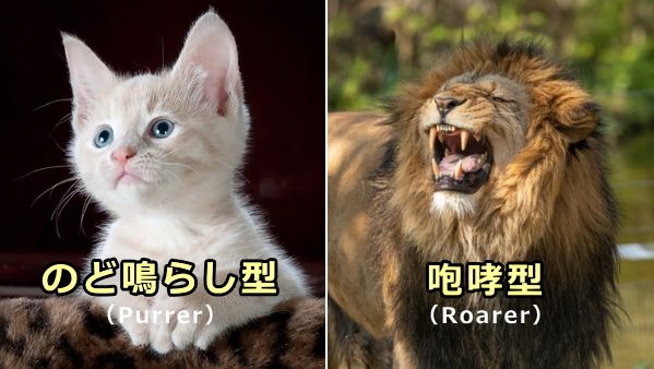 ネコ科動物は発声様式により「のどを鳴らし型」（purrer）と「咆哮型」（roarer）に分類される