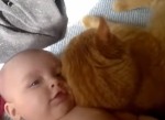 猫と赤ちゃんの添い寝は望ましくない