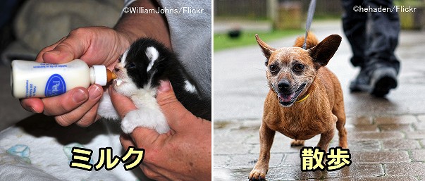 子猫を対象としたミルクボランティアと犬を対象とした散歩ボランティア