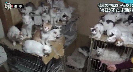 猫の不妊手術を怠ることが多頭飼育崩壊の主たる原因