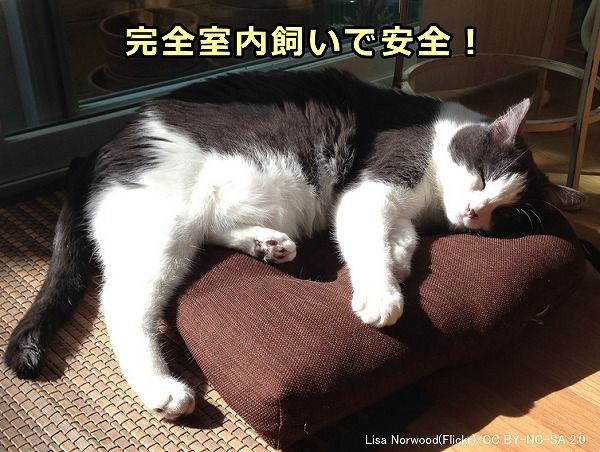 猫を不慮の事故から守る最も確実な方法は「完全室内飼い」しかない