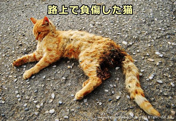 負傷動物として収容される猫においては成猫の割合が高い