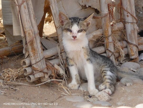 負傷動物として収容される猫においては成猫の割合が高い