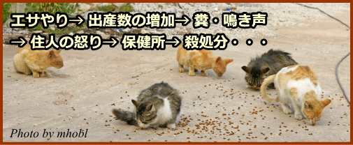 エサやり→出産数の増加→糞・鳴き声→近隣住民の不満→保健所→殺処分、という無限の悪循環