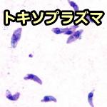 トキソプラズマ（タキゾイト）