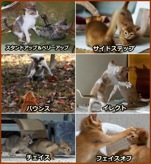 子猫に見られる代表的な遊び七種