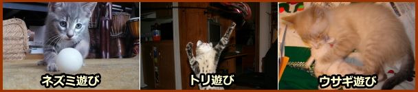 子猫に見られる代表的な単独遊び三種