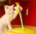猫にとって遊びとは、娯楽であり学習でもある。