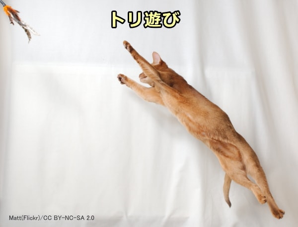子猫の単独遊び～トリ遊び