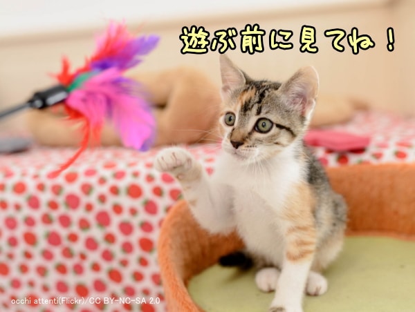 猫と遊ぶ前に基本的なリスク管理が必要