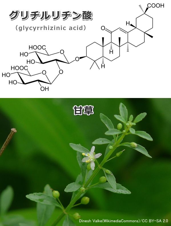 犬猫向け歯磨き粉に含まれている成分「グリチルリチン酸」