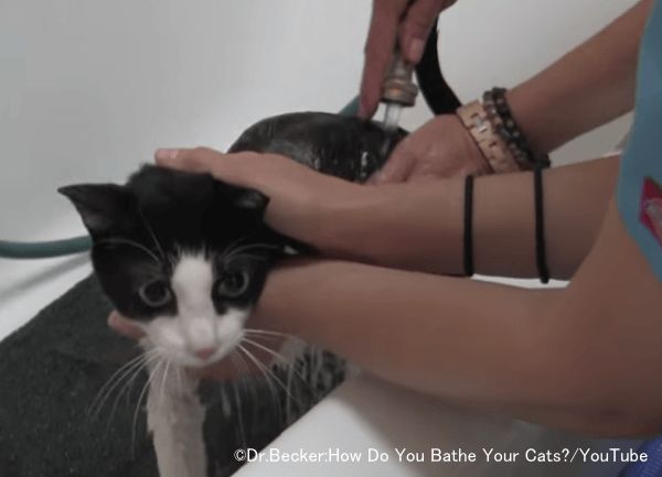 猫の体シャワーですすぐときは体表面に近い場所に当てる