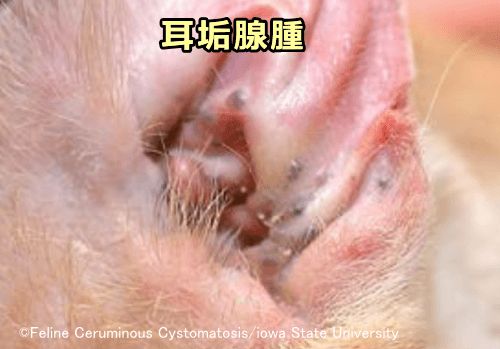 猫の外耳に発生した初期の耳垢腺腫