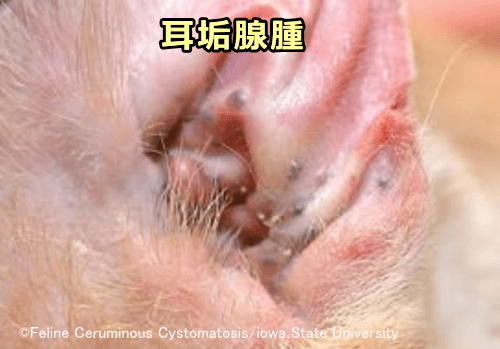 猫の外耳に発生した初期の耳垢腺腫