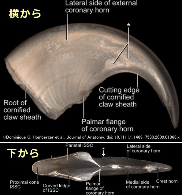 猫の爪は爪母基の配列に合わせ円柱状に伸びていく