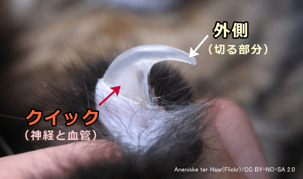 猫の爪は神経と血管が通った内側(クイック)と外側とから構成される