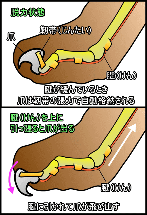 猫の爪が飛び出すメカニズム～深趾屈筋腱と深趾屈筋が、まるで滑車のように連動することで爪が飛び出します。