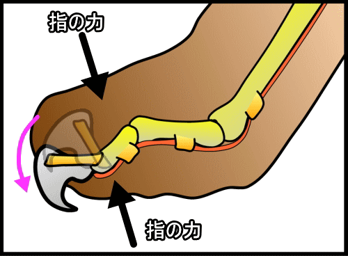 猫の指先を上下から挟むように押すと、格納されている爪が自然に飛び出します。