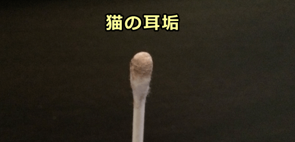 猫の黒っぽい耳垢