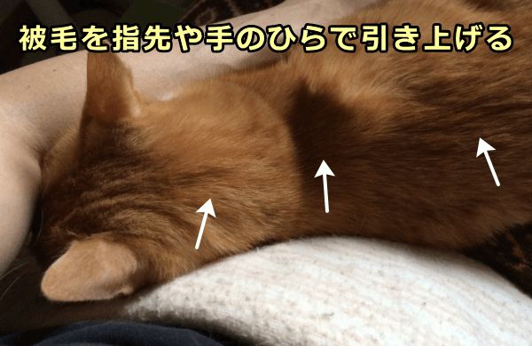 猫がブラシやコームを嫌がる場合は飼い主が手を使ってケア