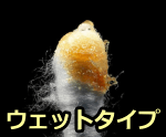 人間の耳垢(ウェットタイプ)