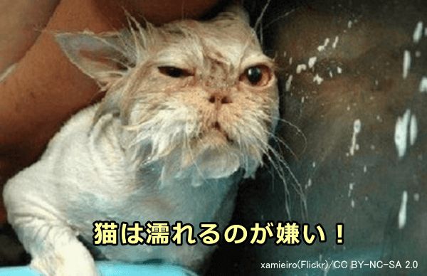 猫がシャワーを浴びた後はストレスによって急激に血糖値が上がる