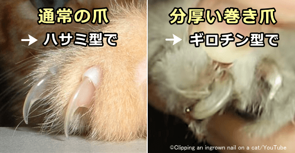 ハサミ(ニッパー)型は細くて薄い爪に、ギロチン型は太くて厚い爪に