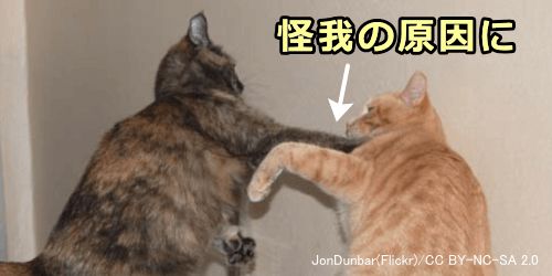 爪が尖っていると猫同士のじゃれ合いやケンカでけがをすることも