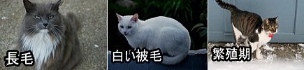 猫の中でも特にシャンプーの必要性が高いと思われる猫たち。