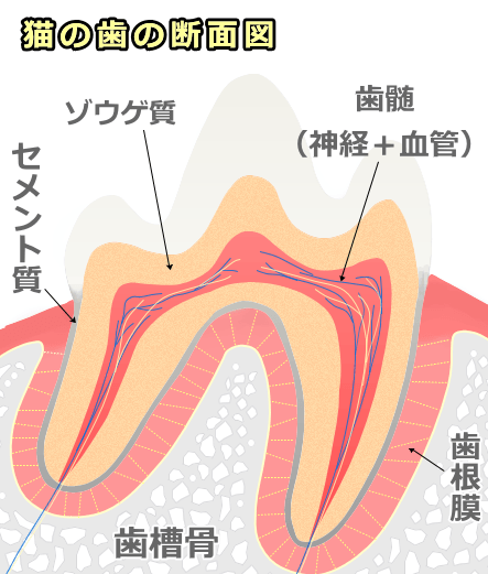 猫の臼歯を断面で見た模式図