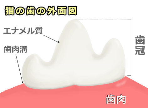 猫の臼歯を外側から見た模式図