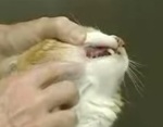 猫の歯を磨くときは、薬を飲ませるときと同様、頭を固定しながら親指で上唇をめくるようにします
