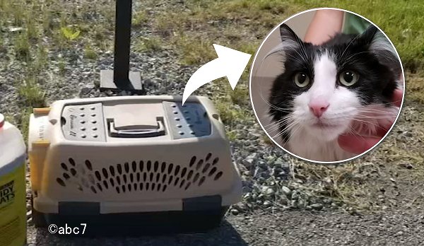 夏場に猫をクレートなどの密閉空間に閉じ込めるのは動物虐待