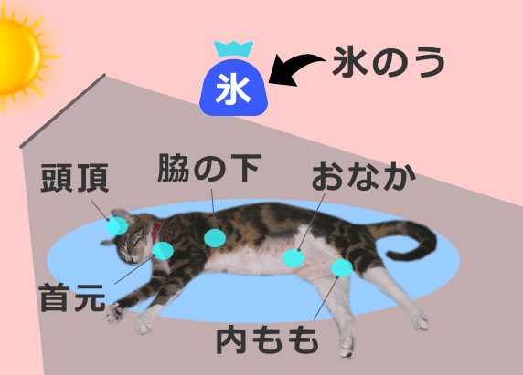 猫の体を氷水などで冷やすときは太い血管が通った部位を冷やすと効果的