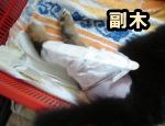 猫の骨折部の副木