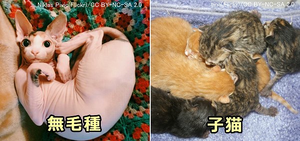 体重1kgあたりを対象面積が大きい子猫や被毛を持たないスフィンクスでは体温を喪失しやすいので注意が必要