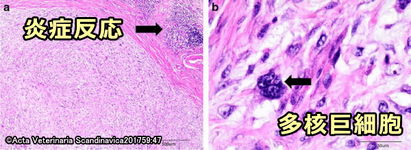 猫注射部位肉腫の周辺に見られる炎症反応と多核巨細胞の顕微鏡写真