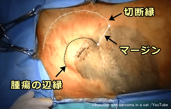 猫注射部位肉腫を切除する際は5cmの切除マージンを設けるのが理想