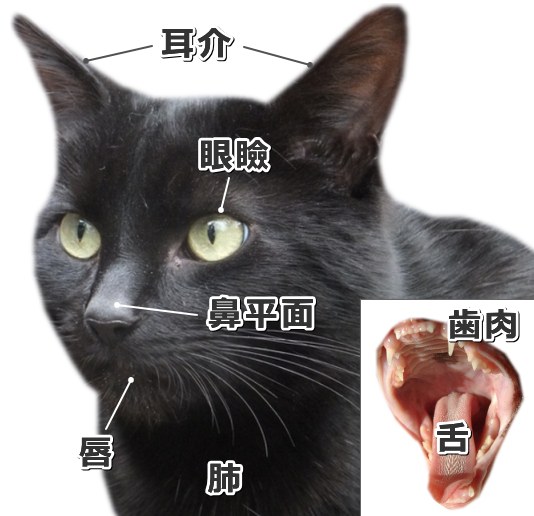 猫における扁平上皮ガンの好発部位