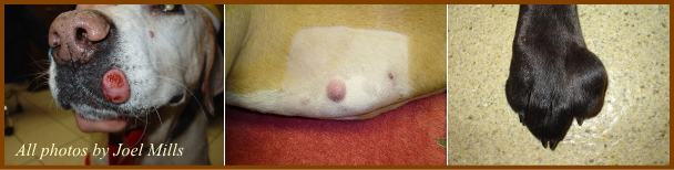 犬の肥満細胞腫