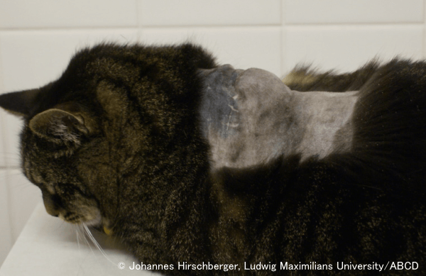 肩甲骨間にできた猫注射部位肉腫（FISS）
