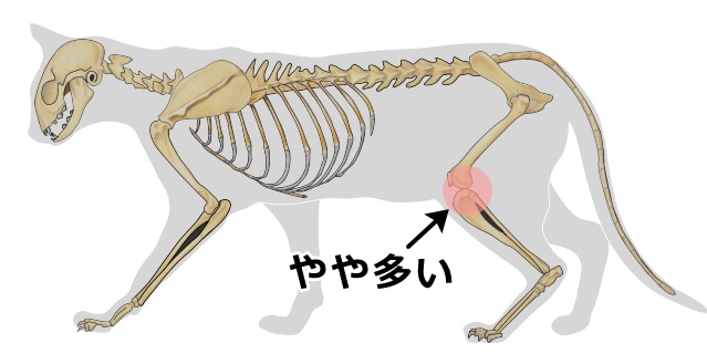 猫における骨肉腫の好発部位