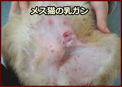 猫の乳ガン 症状 原因から予防 治療法までガンを知る 子猫のへや