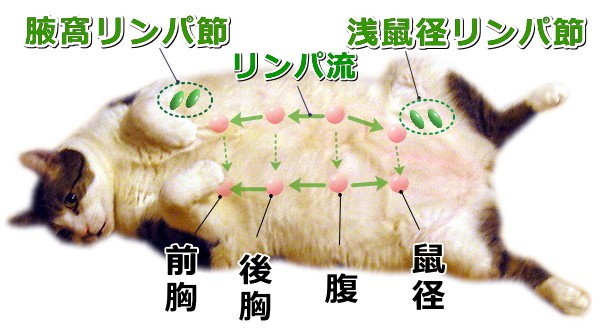猫の乳腺とリンパ節の位置関係