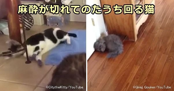 抜爪術後、麻酔が切れた猫は時として痛みでのたうち回る