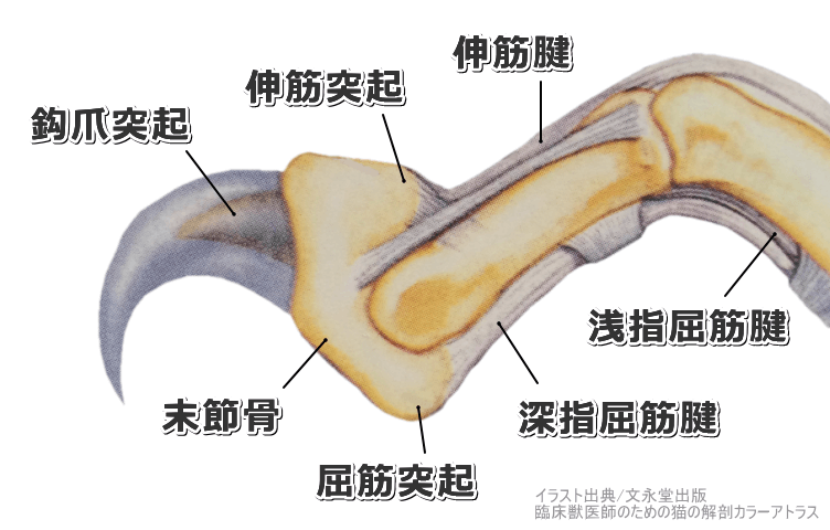 猫の指骨の解剖模式図