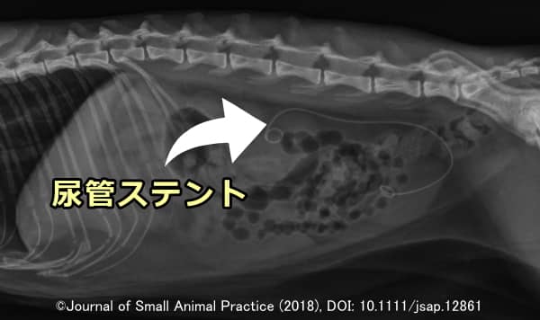 腎盂から膀胱中央部を結ぶ猫の尿管ステント
