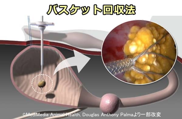 猫の膀胱結石におけるバスケット回収法