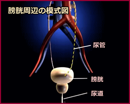 膀胱と尿管・尿道との位置関係模式図
