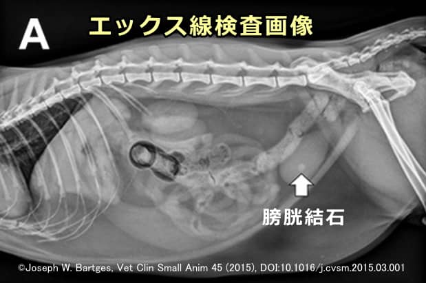 猫の膀胱結石のエックス線検査における所見